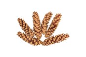 Schrijf- en tekenartikelen - Colorations - Strobus Cones 6 pcs. - 38WD15