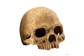 Vissen - EXO TERRA Skull Large 17 x 13.5 x 11.5 cm. - HPT2855