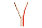 Audiokabel - Nedis bulk speaker cable - 100 m - CAGW4000TR1000