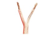 Audiokabel - Nedis bulk speaker cable - 100 m - CAGW6000TR1000