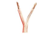 Audiokabel - Nedis bulk speaker cable - 25 m - CAGW6000TR250