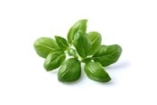 Smart Home - Click & Grow Click and Grow - Smart Garden Refill 3-pack - Basil (SGR3X3) - SGR3X3