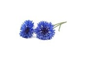 Smart Home - Click & Grow Click and Grow - Smart Garden Refill 3-pack Cornflower - SGR36x3
