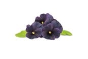 Smart Home - Click & Grow Click and Grow Smart Garden Refill 3-pack - Black Pansy - SGR61x3