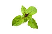 Smart Home - Click & Grow Click and Grow Smart Garden Refill 3-pack - Cinnamon Basil - SGR71X3