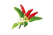 Smart Home - Click & Grow Click and Grow Smart Garden Refill 3-pack - Red Hot Chili Pepper - SGR52X3