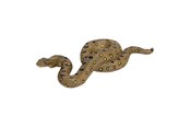 Speelgoedpop - Mojo - Wildlife Green Anaconda - 381007