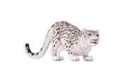 Speelgoedpop - Mojo - Wildlife Snow Leopard - 387243
