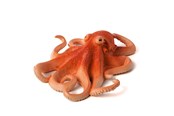 Speelgoedpop - Mojo - Sealife Octopus - 387275
