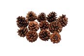 Schrijf- en tekenartikelen - Colorations - Pine Cones 12pcs. - 38WD03