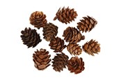 Schrijf- en tekenartikelen - Creativ Company - Larch cones 12 pcs. - 50250