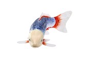 Speelgoedpop - Mojo Sealife Koi Carp - Asagi Koi - 381100