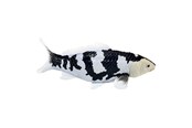 Speelgoedpop - Mojo Sealife Koi Carp - Shiro Utsuri Koi - 381102