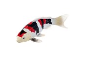 Speelgoedpop - Mojo Sealife Koi Carp - Showa Sanshoku Koi - 381103