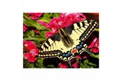 Puzzels - Ravensburger Jigsaw puzzle Colorful Animals Butterfly 500 pcs. Vloer - 12001335