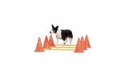 Honden - Pawise - Agility Training Set 30 cm - 636.9010