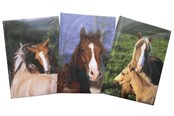 Papier, fotopapier en etiketten - Hobby Mate Notebook A5 126*180mm. Horse motif.100254 - 100254-H
