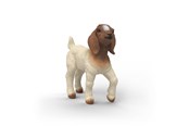 Schleich - Schleich Boer Goat Kid - 14930