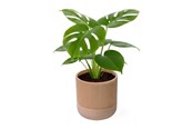 Decoratie - Simiu GROWLOFT - Flower Pot Shelter With Drip Tray - Ivory - 8.2cm high - 5714255012125