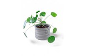 Decoratie - Simiu CLAYLA - Flower pot cover 11.5 cm in diameter - 5714255012217