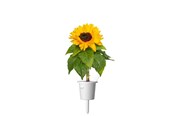 Tuin wateren - Click & Grow Plant Pods 3-Pack - Mini Sunflowers - Yellow - SGR65X3