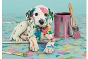Puzzels - Clementoni Puzzle HQC The Funny Dalmatian 500 pieces Vloer - 35150