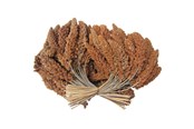 Vogelvoer, snacks & vitaminen - Hobby First Røde hirsekolber 25 kg - 0599