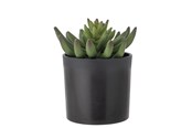 Decoratie - Bloomingville Echeveria - 82061505