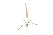 Decoratie - Bloomingville Foxtail - 82061510
