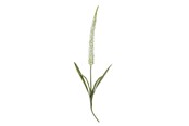 Decoratie - Bloomingville Foxtail - 82061511