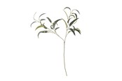 Decoratie - Bloomingville Eucalyptus - 82061519