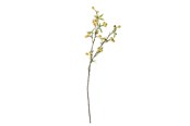 Decoratie - Bloomingville Hawthorn - 82061509