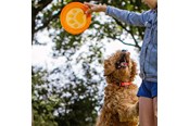 Honden - Nobby TPR frisbee - Paw - L61531