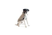 Honden - Chill Kuzzi Kalmerende Hoodie, 35 cm, grijs - 380431