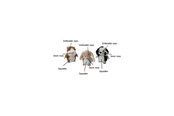 Honden - Party Pets Mix Fretten, Konijn, Dalmatiër 18 cm - 87962