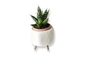 Decoratie - Simiu - Thalor - kruidenpot met poten - Ø: 6 cm - Wit-marmer/klei bruin - 5714255019520