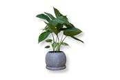 Decoratie - Simiu - Morra - Bloempothoes - Ø7 CM - 5714255019889