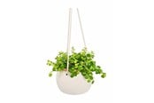 Decoratie - Simiu - COCOS Hangpot - 5714255019841