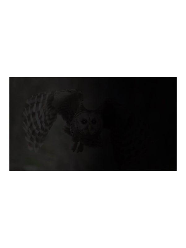 Natec OWL notebook privacy filter