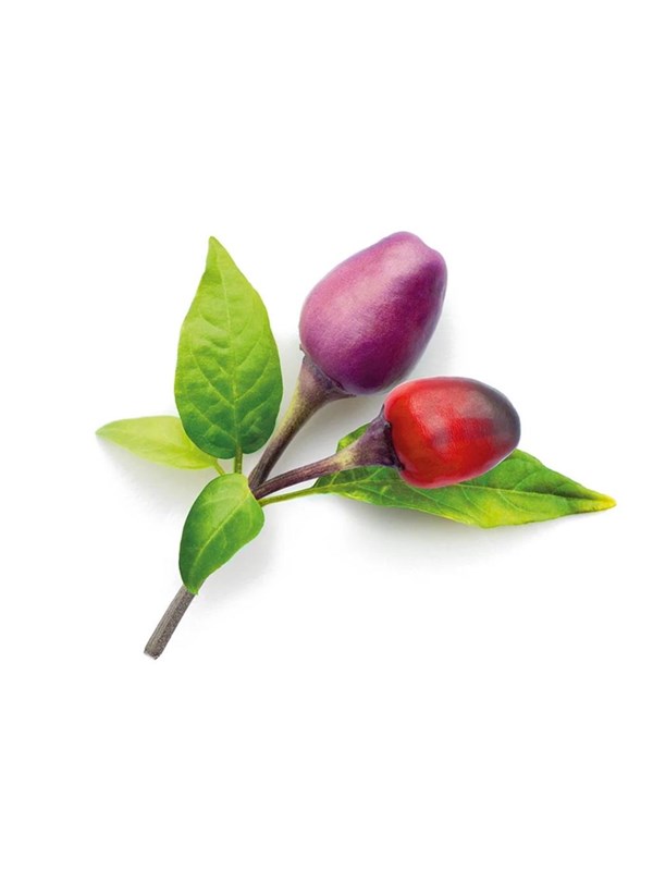 Click & Grow Smart Garden Refill 3-pack - Purple Chili Pepper