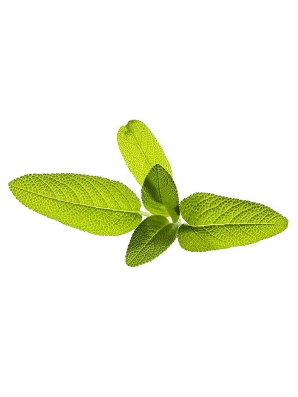 Click & Grow Click and Grow - Smart Garden Refill 3-pack Garden Sage