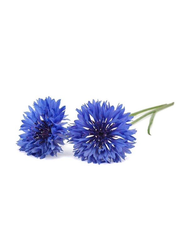 Cornflower Refill 3-Pack (voor Click and Grow Smart Garden toestellen)