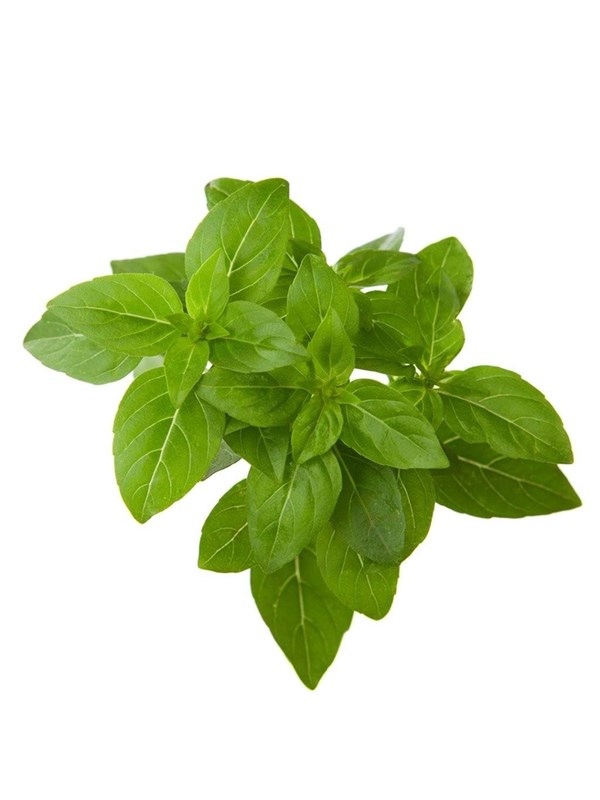 Click & Grow Click and Grow Smart Garden Refill 3-pack - Dwarf Basil