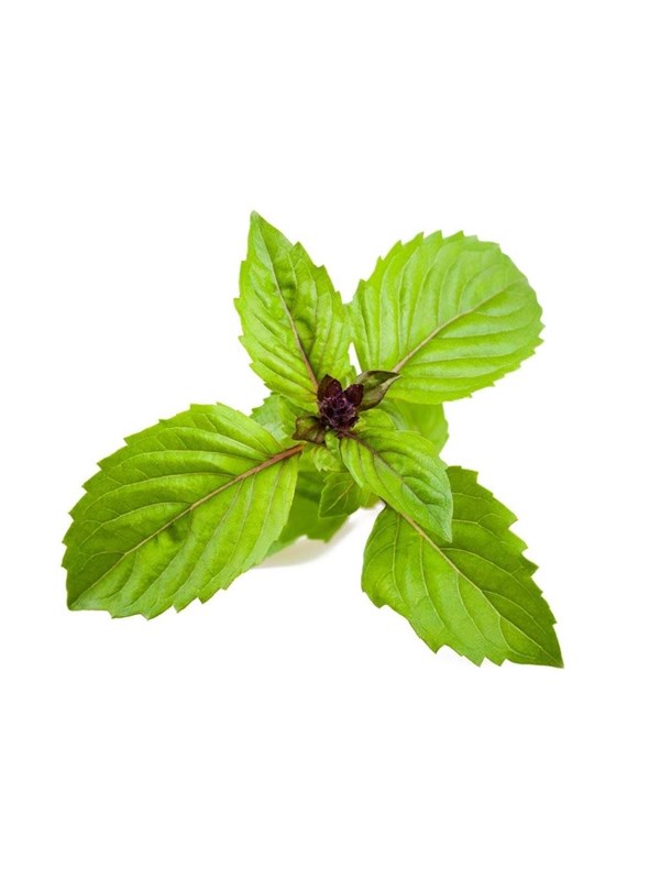 Click & Grow Click and Grow Smart Garden Refill 3-pack - Cinnamon Basil