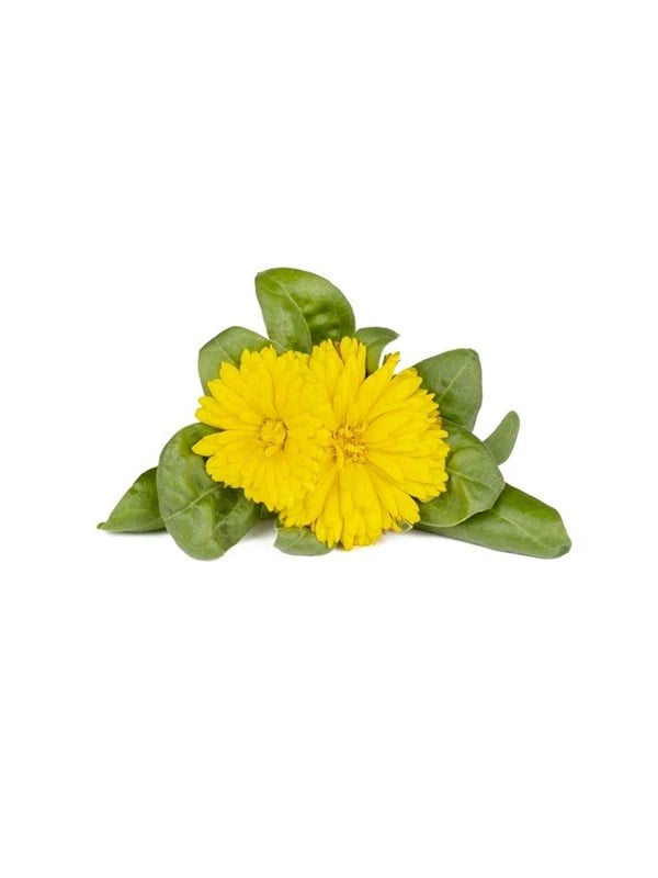 Click & Grow Click and Grow Smart Garden Refill 3-pack - Calendula