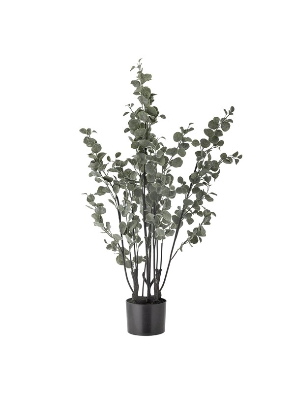 Bloomingville Eucalyptus