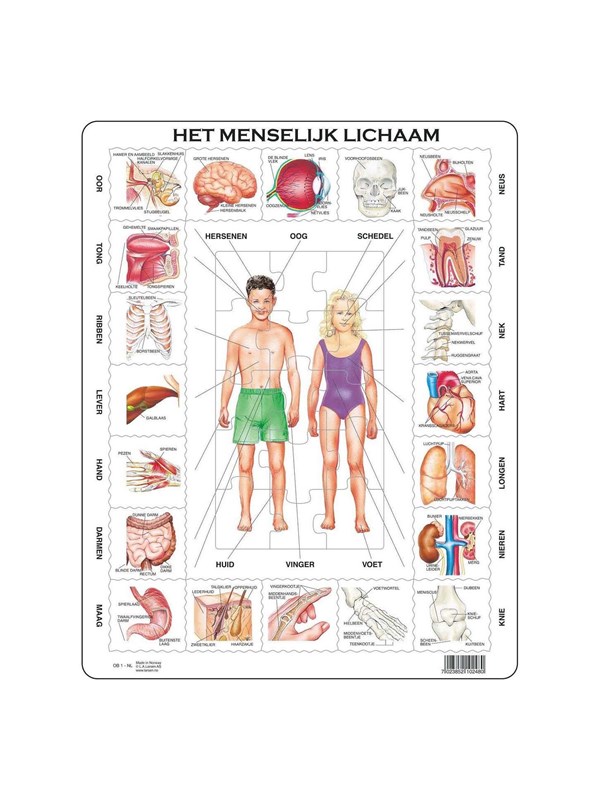 Larsen Het menselijk lichaam – Puzzel – Educatief – Anatomie – Educatieve legpuzzel voor kinderen – 35 stukjes – Gemaakt in Noorwegen – Extra dikke 2,5 mm stukjes – Tray met vaste rand