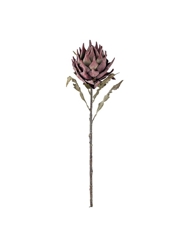 Bloomingville Protea