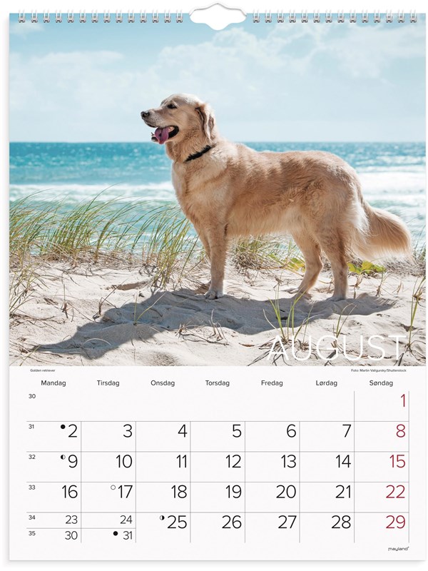 Mayland Vægkalender Hunde 2027
