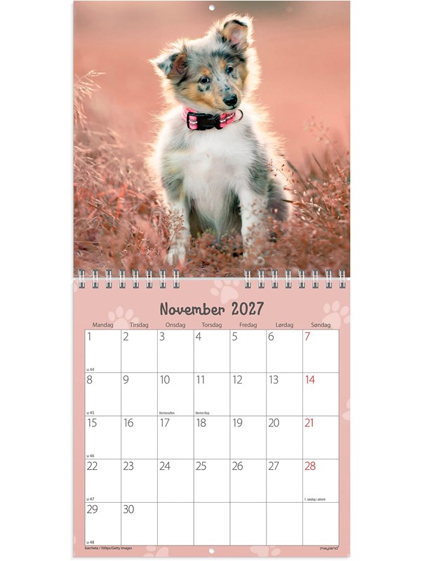 Mayland Vægkalender mini Hundehvalpe 2027